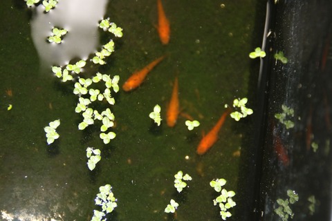 [画像:03069996-s.jpg]