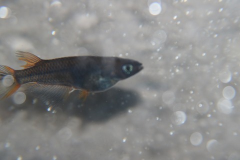 [画像:03a68287-s.jpg]