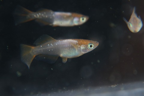 [画像:047d689d-s.jpg]