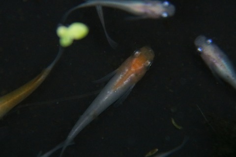 [画像:04f822e5-s.jpg]