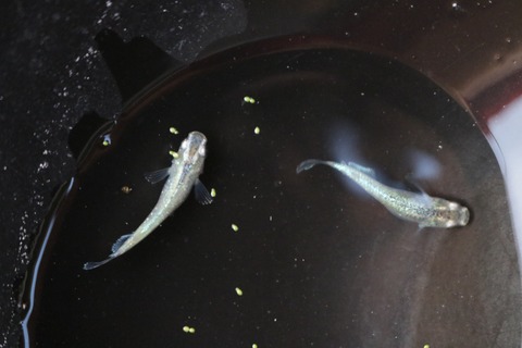 20180731185342_IMG_7693