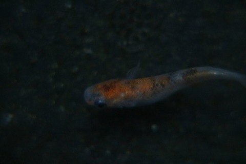 [画像:062ff2e9-s.jpg]