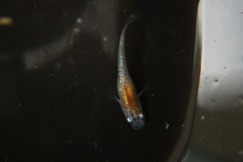 [画像:08f92034-s.jpg]