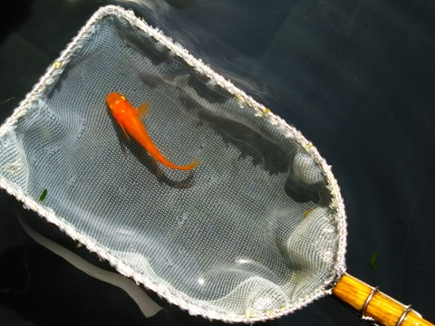 [画像:09ebea1f-s.jpg]