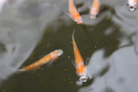 20180319101456_IMG_3976