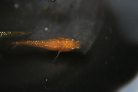 [画像:0b0b018d-s.jpg]