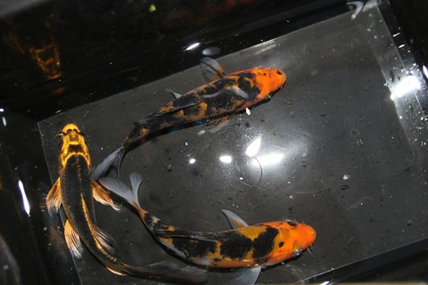 [画像:0b248dc5-s.jpg]