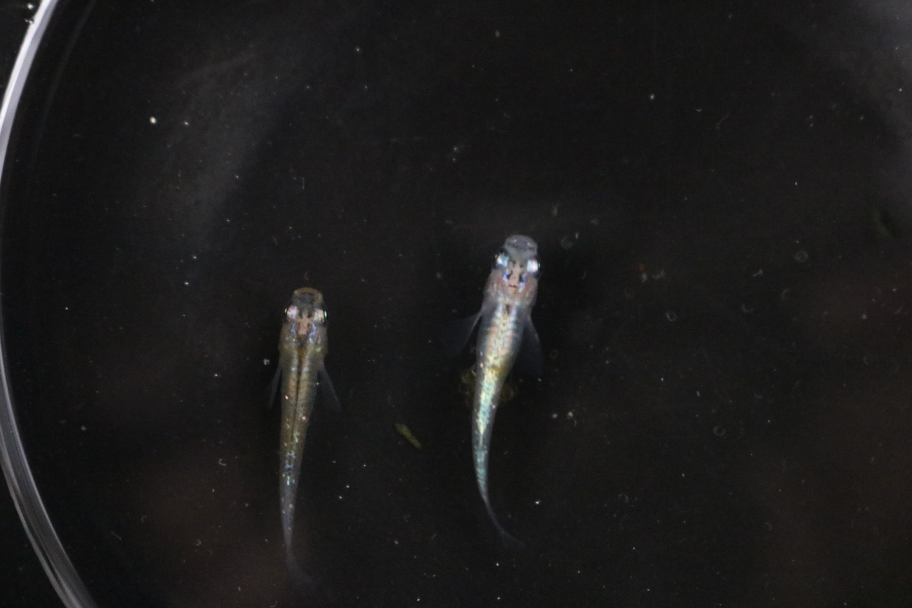 めだか販売会 めだかの輪 オークション凸凹出品魚紹介 凸凹めだか凸凹