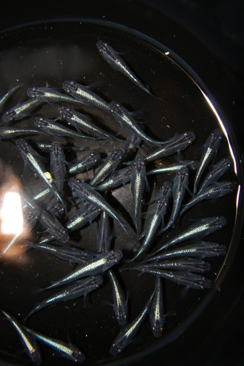 [画像:0e7ba1a0-s.jpg]