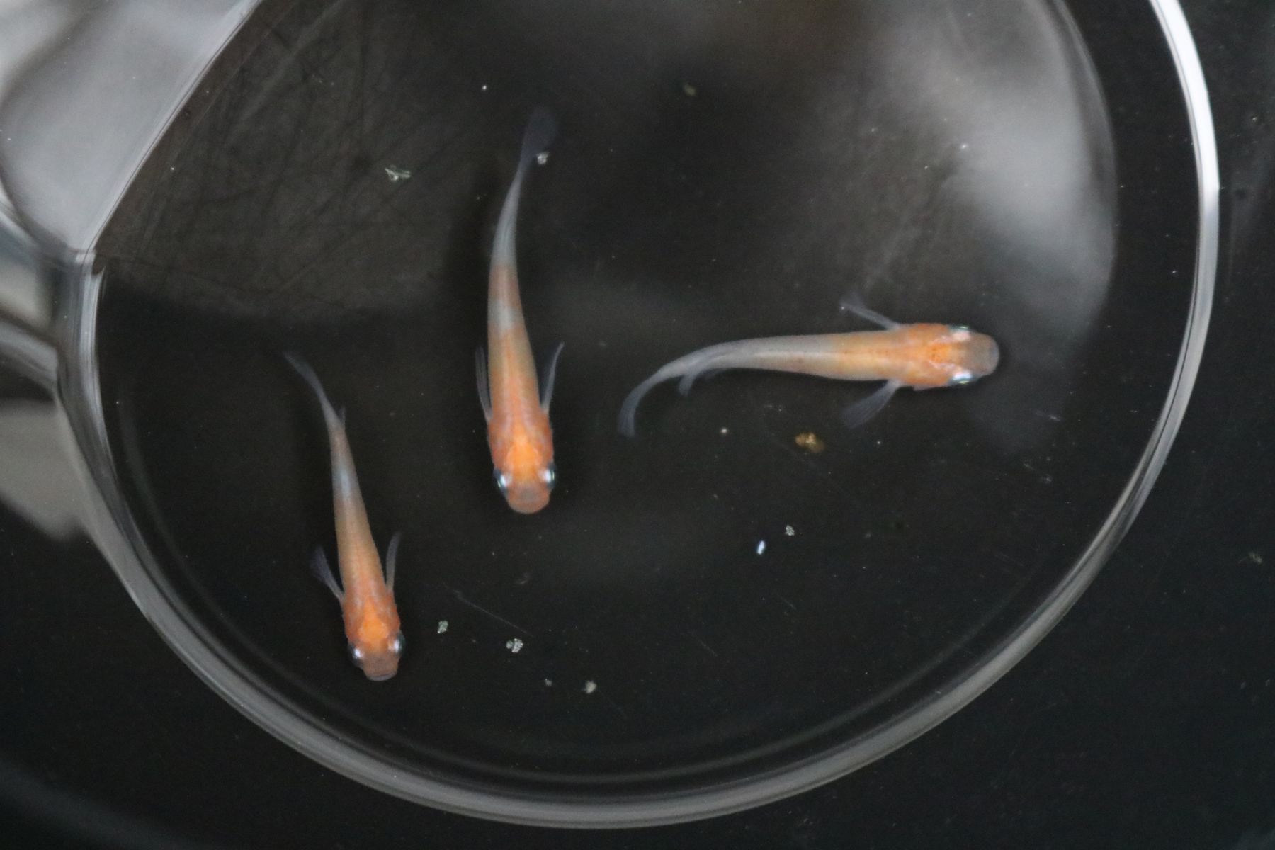 めだか販売会 めだかの輪 オークション出品魚紹介 凸凹めだか凸凹 めだか販売会 めだかの輪 オークション出品魚紹介 凸凹めだか凸凹