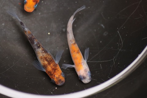 20190429130214_IMG_6713