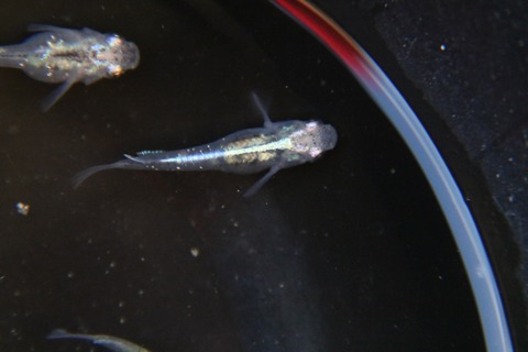 [画像:138444a9-s.jpg]