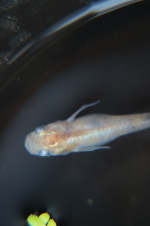 [画像:1403bff4-s.jpg]