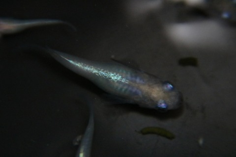 [画像:164cf2b7-s.jpg]