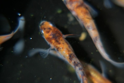 [画像:166f2dd9-s.jpg]