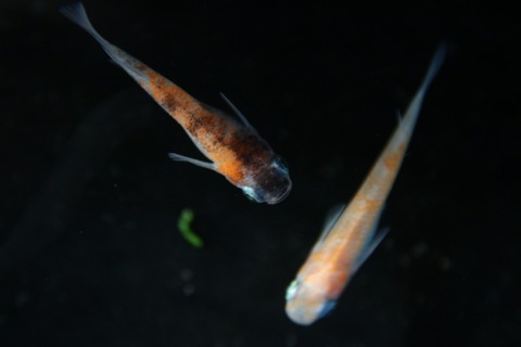 [画像:1a6d57f0-s.jpg]