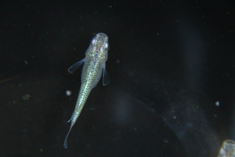 [画像:1c861ada-s.jpg]