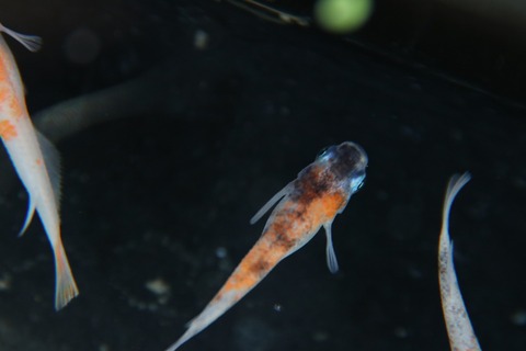 [画像:1dc0602c-s.jpg]