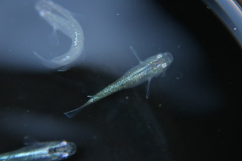 [画像:1ffed18e-s.jpg]