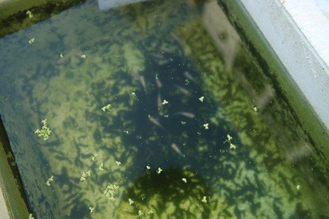 [画像:24b1ffb1-s.jpg]