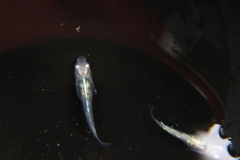 [画像:265e886e-s.jpg]