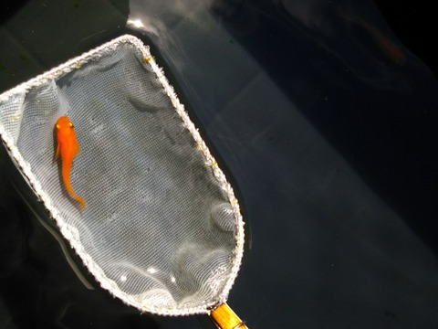 [画像:2661c52b-s.jpg]