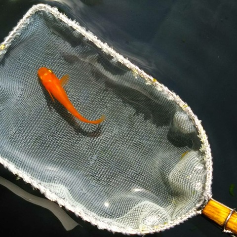 [画像:27070d4f-s.jpg]