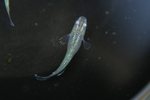 [画像:273a980b-s.jpg]