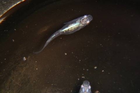 [画像:29dfc938-s.jpg]