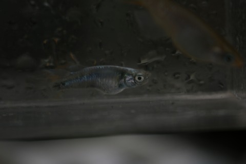 20180531171252_IMG_6038