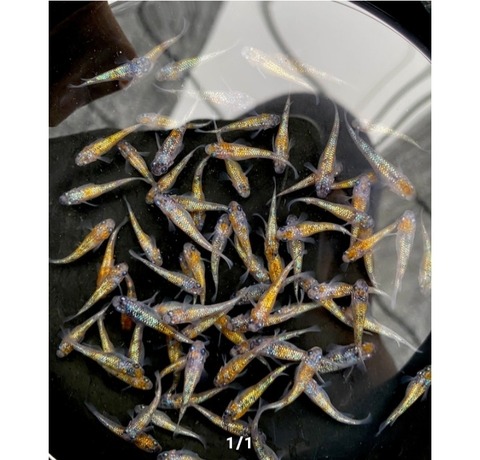 Screenshot_20220528-210801_Internet