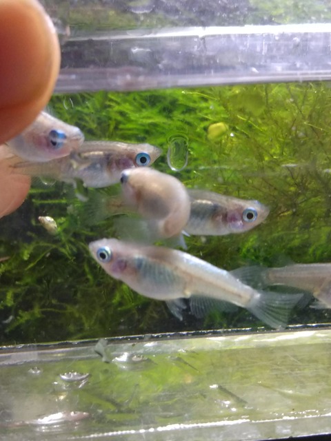 [画像:2d694591-s.jpg]