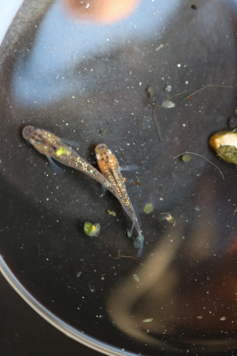 20180323173159_IMG_4066