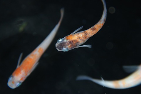 [画像:2ee93b32-s.jpg]