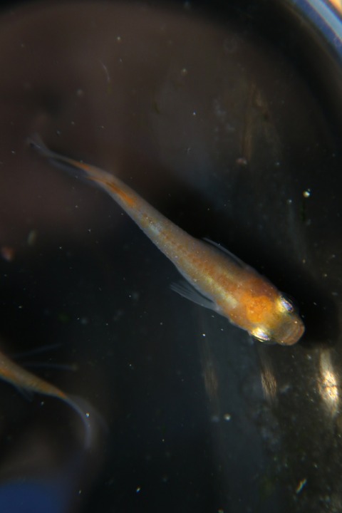 [画像:2ffce507-s.jpg]