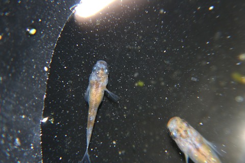 [画像:30479692-s.jpg]