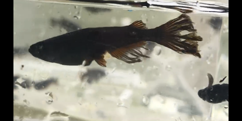 Screenshot_20200728-031722