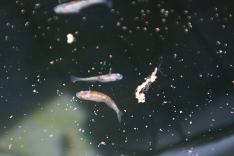 [画像:3429221d-s.jpg]