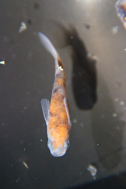 [画像:342a52a6-s.jpg]