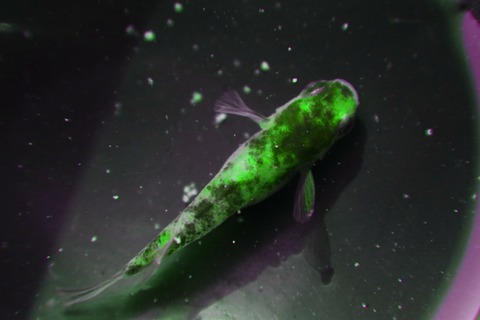 [画像:34a9975e-s.jpg]