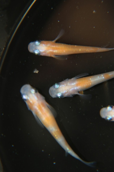 [画像:34cfd837-s.jpg]