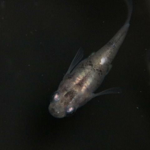 [画像:3598f880-s.jpg]