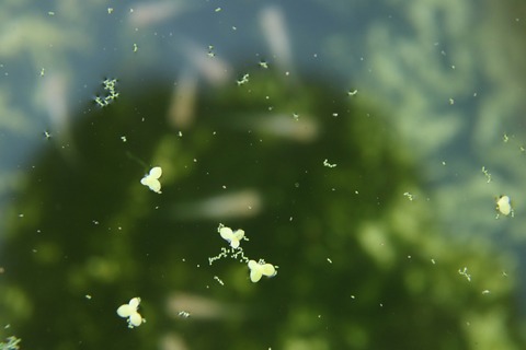 [画像:36da312e-s.jpg]