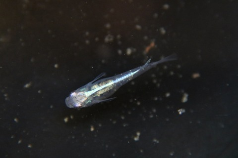 [画像:36dc44e1-s.jpg]