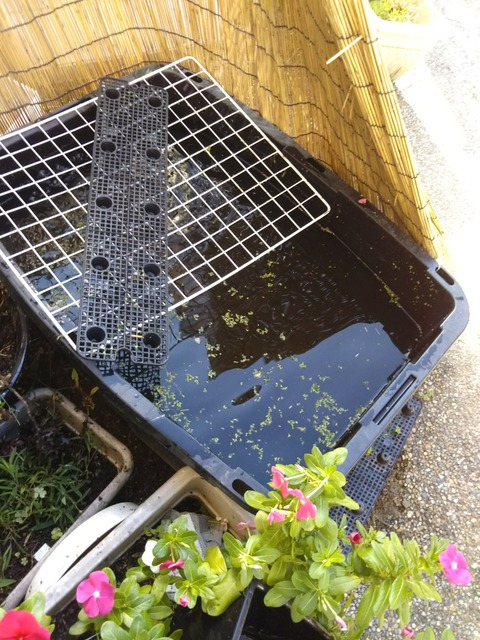 [画像:3859baeb-s.jpg]