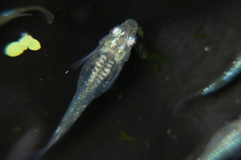 [画像:38cf7254-s.jpg]