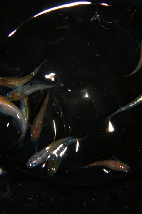 [画像:39aced05-s.jpg]