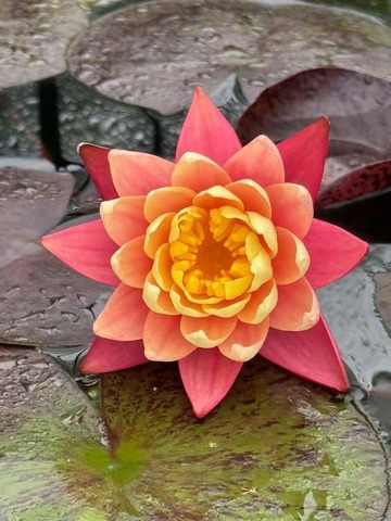 IMG_20250617_092831_824