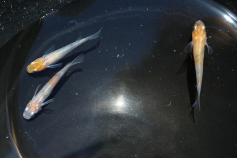 20180524094502_IMG_5917