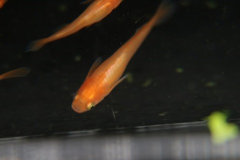 [画像:3fe57173-s.jpg]